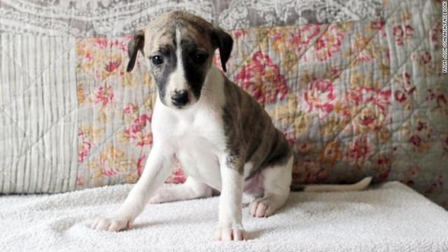 各空港を転々とした後、無事目的地に着いた生後８カ月の子犬