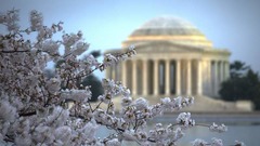 「全米桜祭り」は１９１２年、東京から３０００本以上の桜が贈られたことを記念して始まった