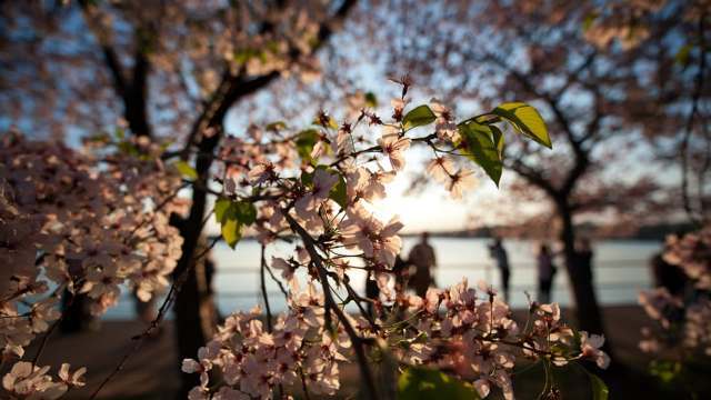 過去最も早い満開は１９９０年の３月１５日、最も遅い満開は１９５８年の４月１８日だった