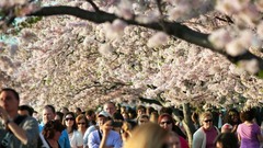 満開の桜がもたらす高揚感とにぎわいは、日本も米国も変わらない