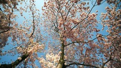 満開の宣言は、国立公園局が桜の木の７０％で花が咲いた状態になっている時期を見極めて発表する