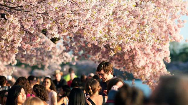 「全米桜祭り」のウェブサイトによると、この時期にワシントンを訪れる旅行者の数は１５０万人を超える