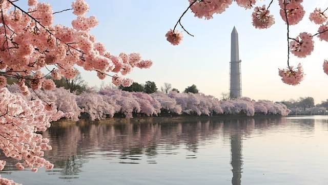 寄贈された当時は12種類あった桜だが、現在は現在は「ソメイヨシノ」「カンザン」の2種が多数を占める