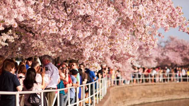 毎春開かれる「全米桜祭り」に集う人々。この時期の祭典としては国内最大級の規模を誇る