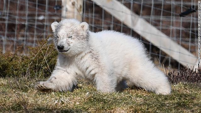 赤ちゃんグマの性別は４月か５月に判明する見通し。名前もまだ決まっていない