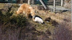 スコットランドの動物園で昨年１２月に誕生。それ以来、屋外展示場は非公開になっていた