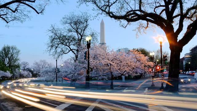 ワシントンの桜の名所、ポトマック河畔。毎年数百万の花々が咲き乱れ、街を鮮やかに彩る