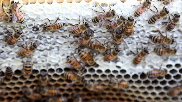 ハチの針刺し療法で女性患者が死亡