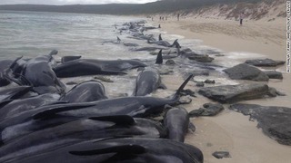 海岸に打ち上げられたクジラ１４０頭が死んだ