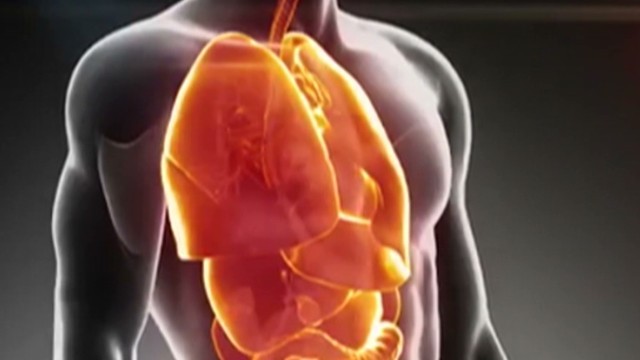人体で最大となる新たな「器官」が見つかった？