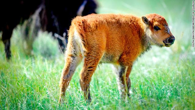 米サウスダコタ州の州立公園で今年最初に生まれたアメリカバイソンの赤ちゃん