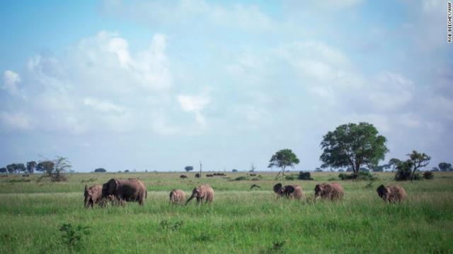 タンザニアが激減するゾウを密猟から救う大規模プロジェクトを実施する