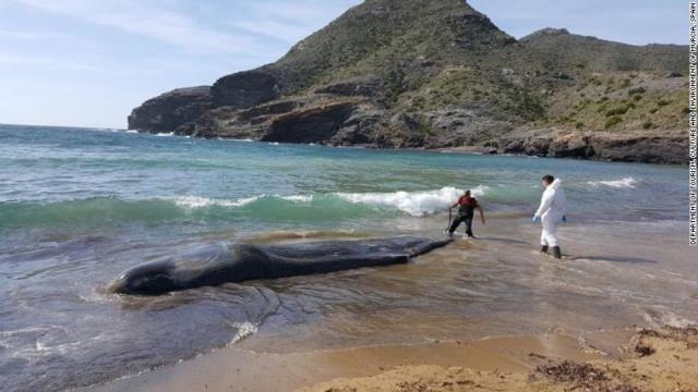 死んだマッコウクジラの体内から大量のごみがみつかった