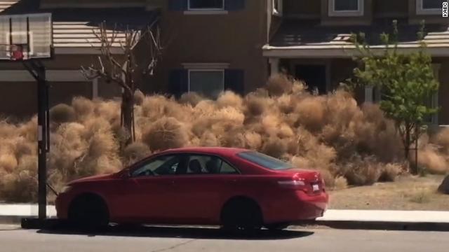 風に吹かれて地面を転がる巨大な枯れ草の塊「タンブルウィード（回転草）」が大量に発生
