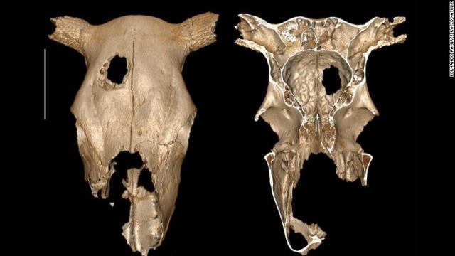 石器時代の牛の頭蓋骨にあけられた穴。穿頭術の痕だった可能性もある