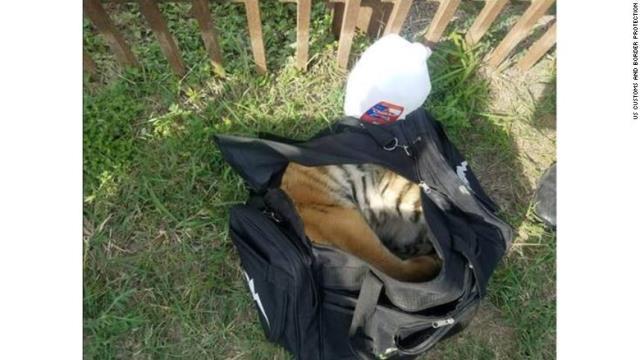 ダッフルバッグの中から眠らされたトラの子どもが見つかった