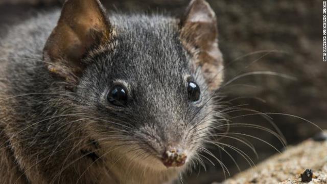 小型有袋類アンテキヌスの２種が絶滅危惧種に指定された