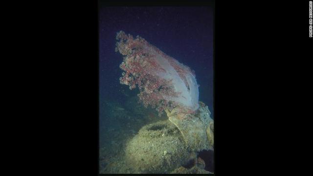 共存して海の生態系が創られていく