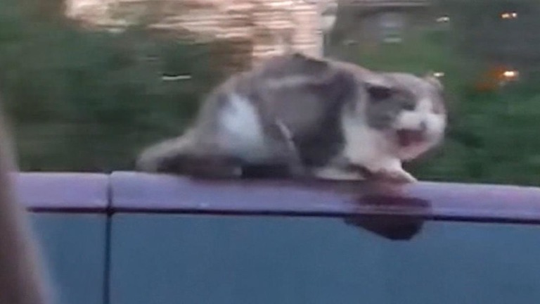 強烈な向かい風に耐えながら走行中のバンの屋根にしがみつく猫