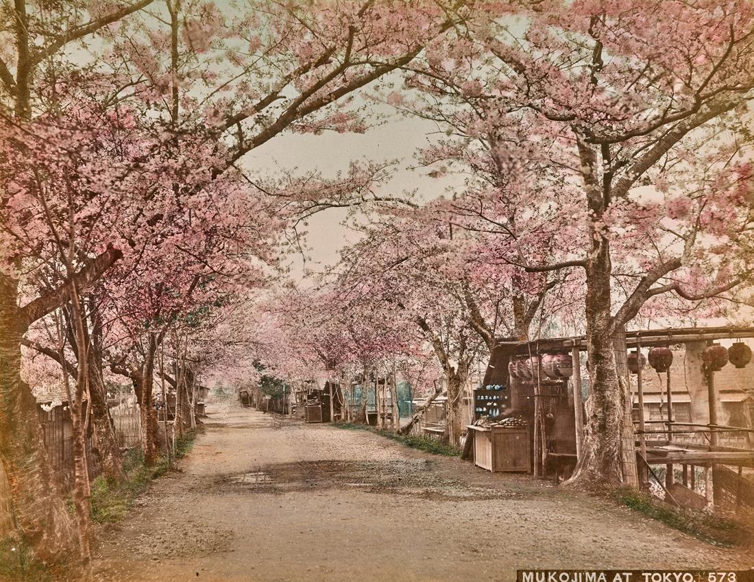 向島公園の桜並木の満開を捉えた=Yokohama School