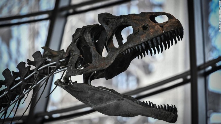 種類が特定できない謎の肉食恐竜の全身骨格が、２億６０００万円超で落札された