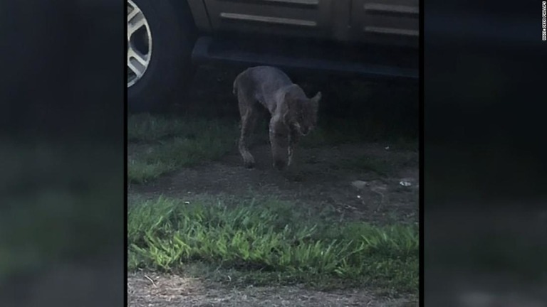 ボブキャットは狂犬病にかかっている場合などは人を襲うこともある