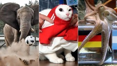 タコに続いて猫やパンダやラクダも参戦、Ｗ杯予言の的中率は？