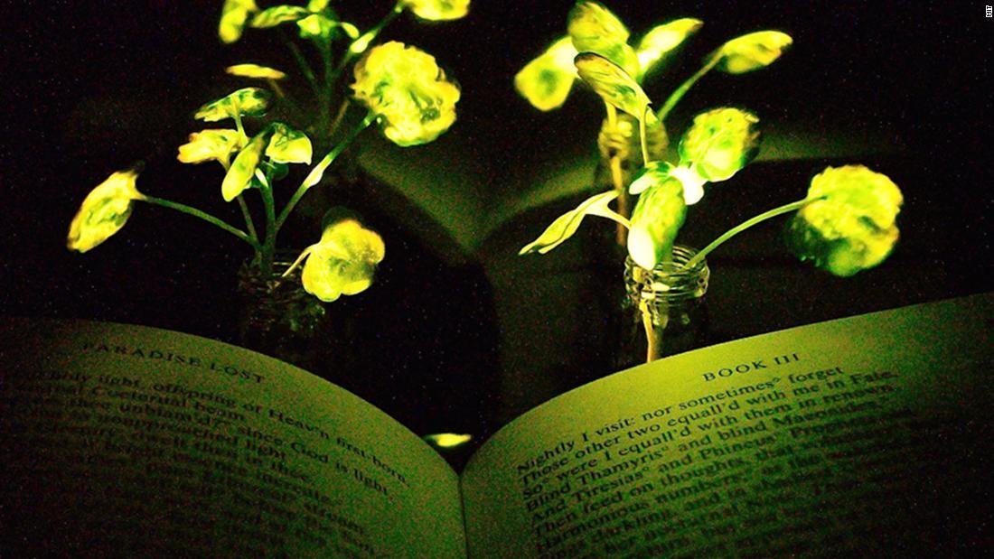 「光る植物」の開発が進められている