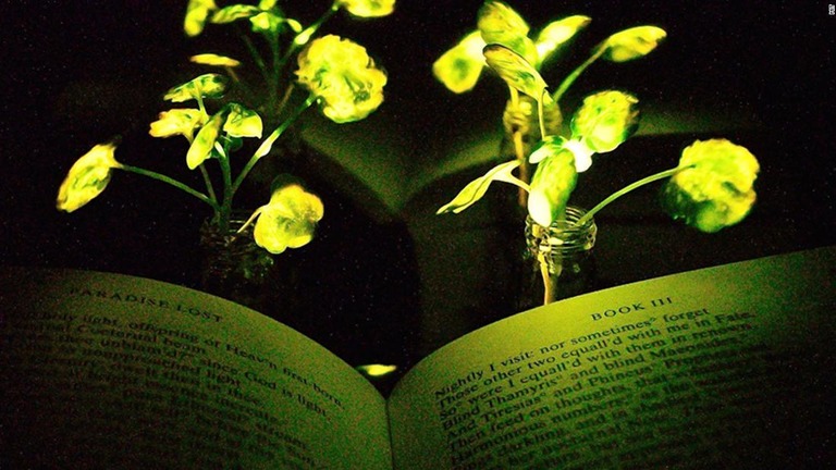 「光る植物」の開発が進められている/MIT