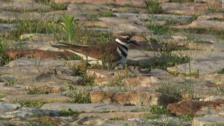 音楽フェスタ予定地で卵を守る親鳥