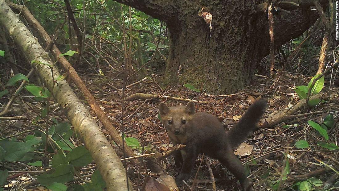 Cnn Co Jp 野生のテンに絶滅の危機 マリフアナ解禁が生息地脅かす 米カリフォルニア州 Cnn Co Jp 野生のテンに絶滅の危機 マリフアナ解禁が生息地脅かす 米カリフォルニア州