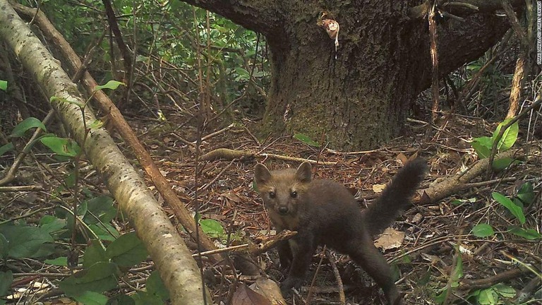 マリフアナ解禁で野生のテンに絶滅の危機？