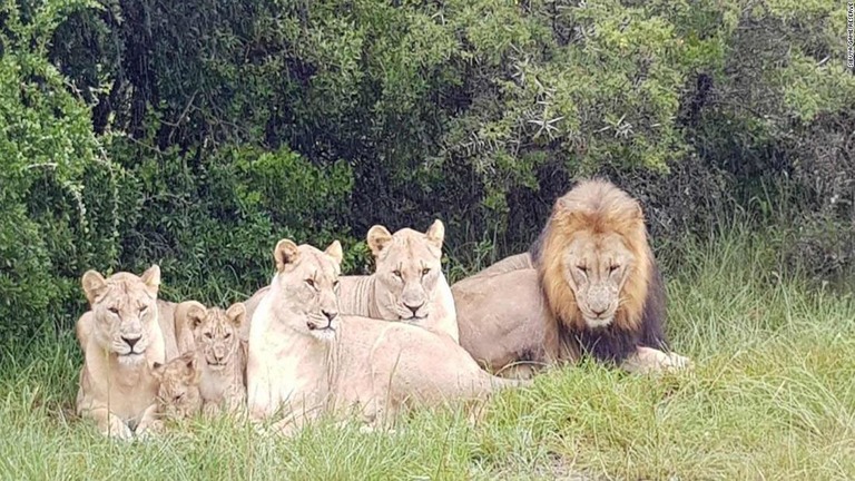 ライオンの一群がサイの密猟者を襲って死亡させたとみられる