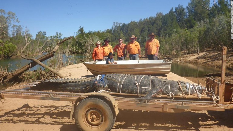 体重６００キロのワニがオーストラリアで捕獲された
