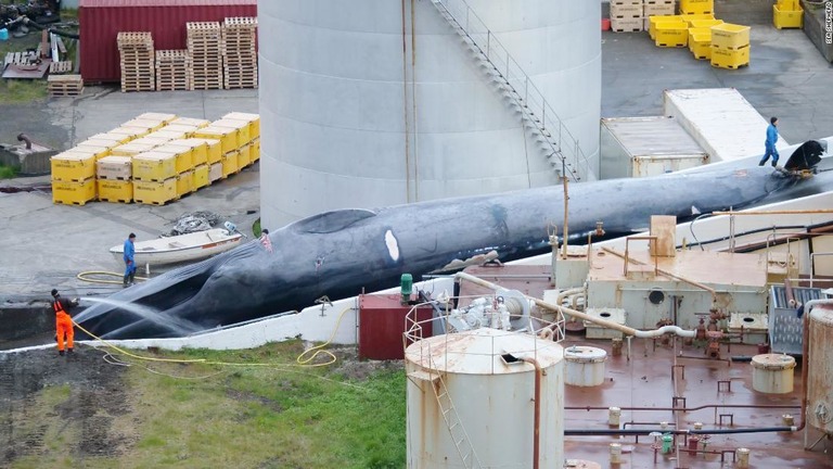 捕鯨場で撮影された巨大なクジラの死骸/Sea Shepherd