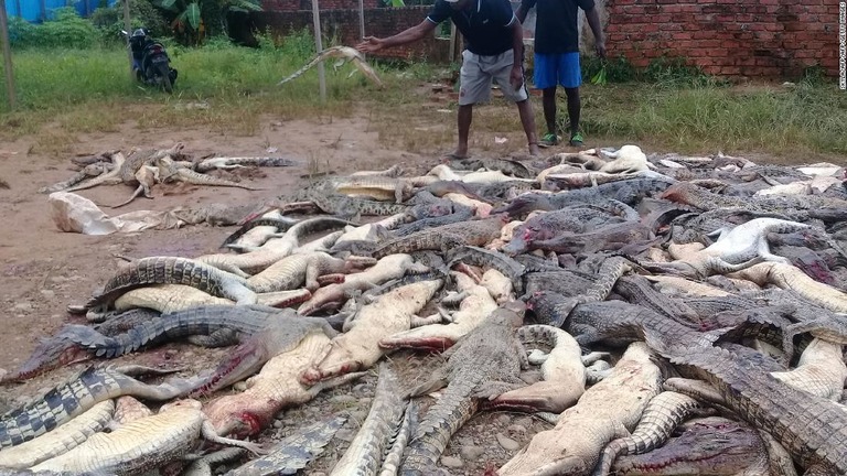 インドネシアの村の住民が、ナイフを使いワニ３００匹を殺した/SKYLA/AFP/AFP/Getty Images