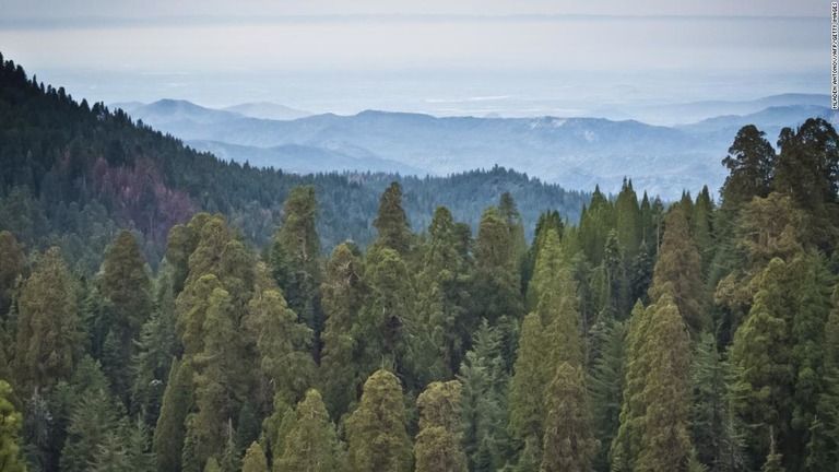 米カリフォルニア州のセコイア国立公園。大気中のオゾン濃度は大都市と同等だという/MLADEN ANTONOV/AFP/Getty Images