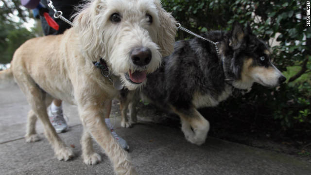 犬が飼い主の「悲鳴」に反応するという研究結果が発表された/Getty Images