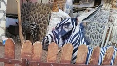 Cnn Co Jp ロバにしま模様描いてシマウマに エジプト動物園で偽装疑惑