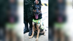 麻薬探知犬の首に７００万円の「懸賞金」、犯罪組織が発表　コロンビア