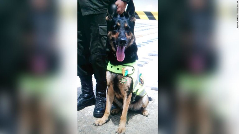 コロンビアの麻薬探知犬「ソンブラ」は人気者/Policía Antinarcóticos/Twitter