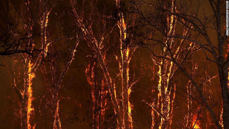 山火事の炎で焼かれる木々/Justin Sullivan/Getty Images