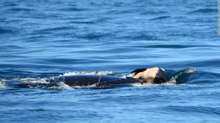 死んだわが子を何度も浮き上がらせようとしながら泳ぎ続ける母シャチを発見/Michael Weiss, Center for Whale Research