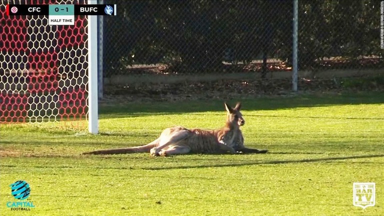 サッカーの試合中にピッチに入り、ゴールの前で寝そべるカンガルー/BarTV Sports & Capitol Football