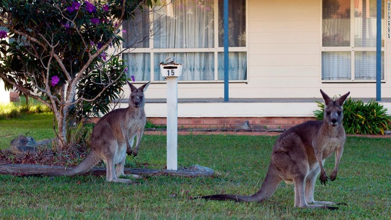 人家の庭に入り込み、並んでこちらを見つめる２頭のカンガルー/AFP/AFP/AFP/Getty Images