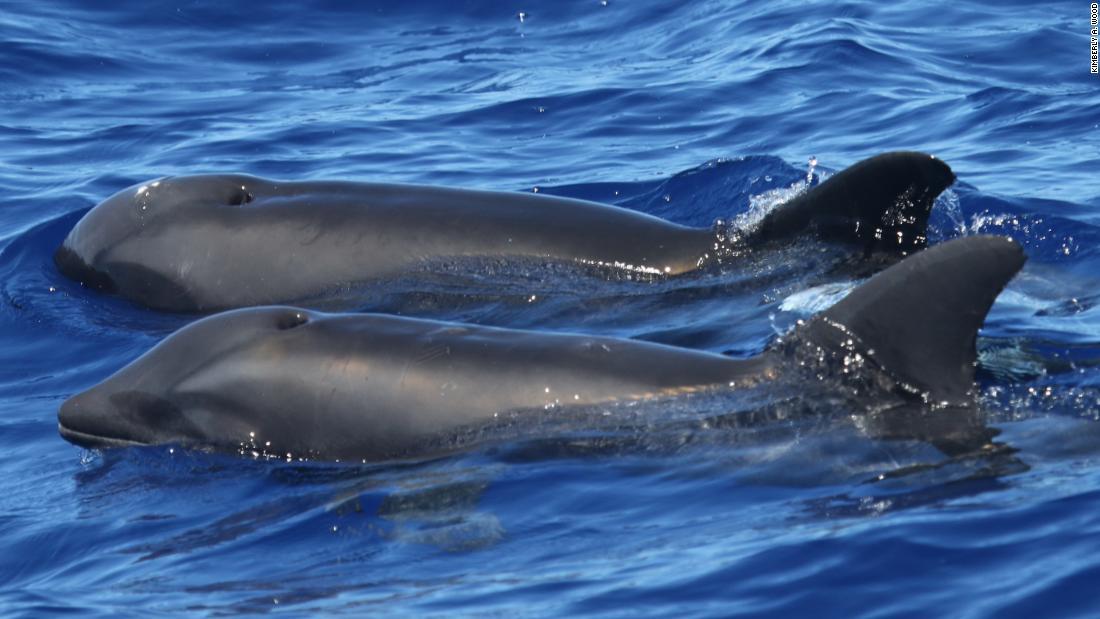 Cnn Co Jp 珍しい イルカ と クジラ の交雑種 ハワイ沿岸で発見