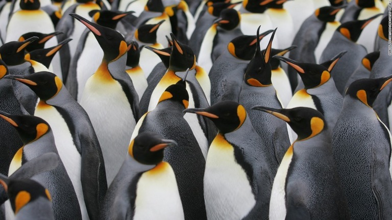 世界最大級のペンギンのコロニーが急激に縮小している/MARCEL MOCHET/AFP/AFP/Getty Images