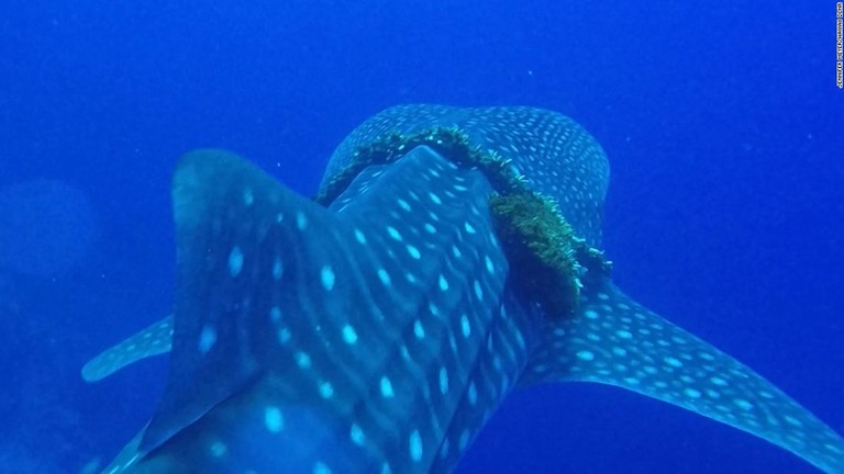 漁業用のロープが巻き付いたジンベエザメを生物学者の一家が救助/Jennifer Meyer/Hawaii DLNR
