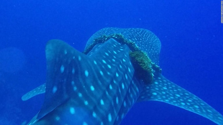 漁業用のロープが巻き付いたジンベエザメを生物学者の一家が救助/Jennifer Meyer/Hawaii DLNR