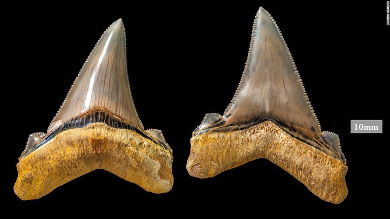 ２５００万年前に生息していた巨大ザメの歯の化石/Museum Victoria